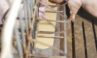 養(yǎng)豬人要掌握的新型飼喂技術(shù),不知你是否了解