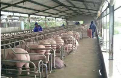 洪水無情,中糧有情 中糧飼料“新飼軍”和客戶攜手抗洪 - 豬飼料企業(yè) - 中國養(yǎng)豬網(wǎng)-中國養(yǎng)豬行業(yè)門戶網(wǎng)站